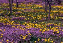 花畑の写真